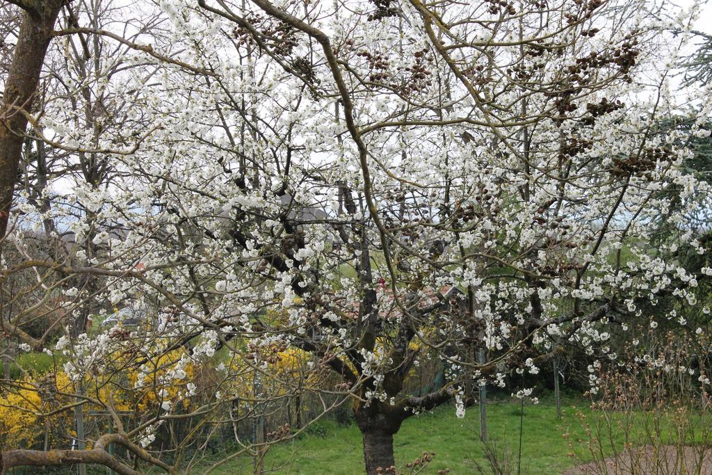 Aux Berges De La Thur Staffelfelden Dış mekan fotoğraf